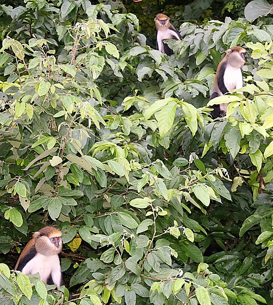 Mona Monkeys at Boabeng-Fiema sanctuary, Techiman