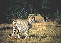 Cheetah
