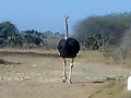 Nguni Nature Sanctuary