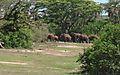 Elephant procession at Akagera National Park