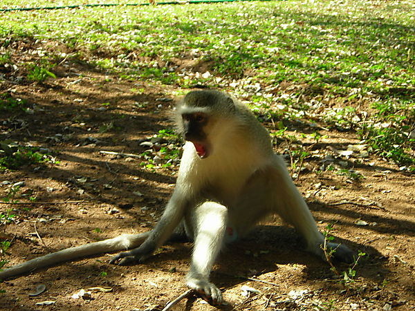 Sleepy Vervet Monkey