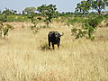 Curious grazer