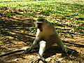 Sleepy Vervet Monkey