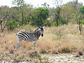 Lonely Zebra