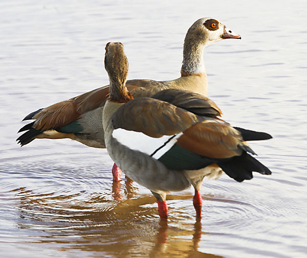 Egyptian Goose photo, Sabie South Africa