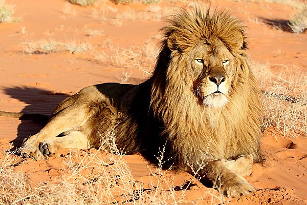 Barbary Lion photo, Tunisia Africa Barbary Lion photo, Tunisia Africa