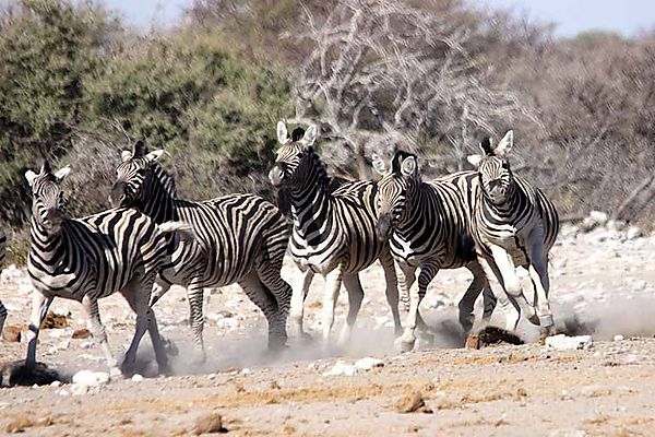 Zebra in a line photo, Etosha Namibia Africa