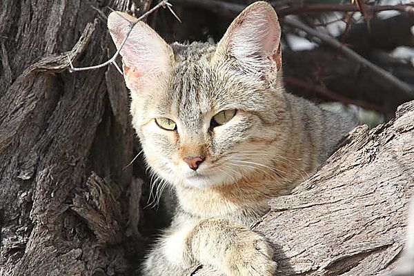 African Wild Cat photo, South Africa