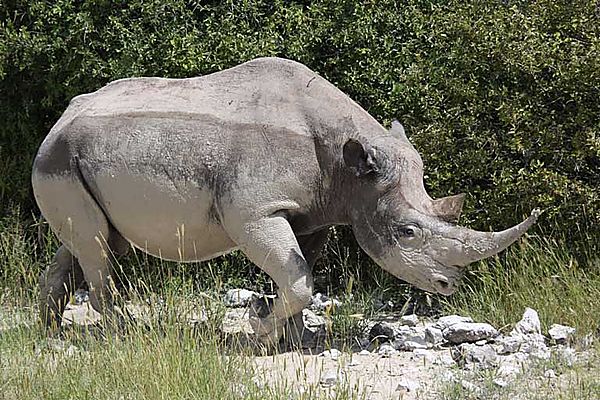 Black Rhino after mud bath