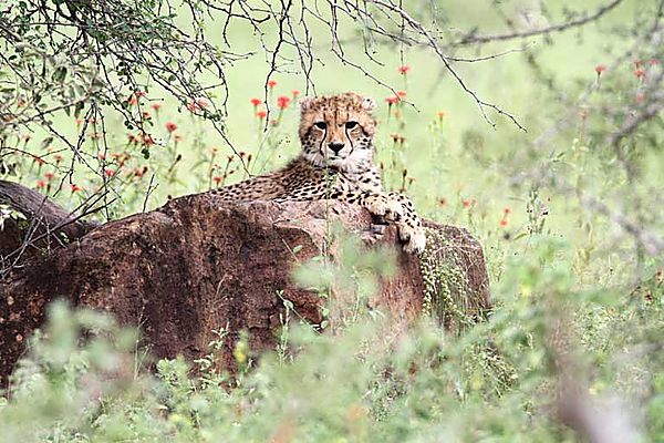 Cheetah cub on Rock