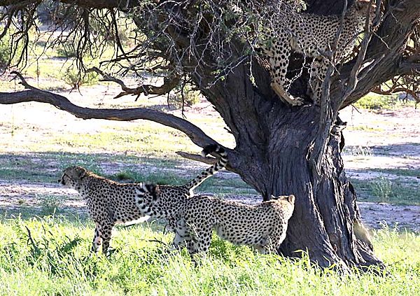Cheetah in a tree