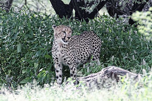 Cheetah near Namutoni