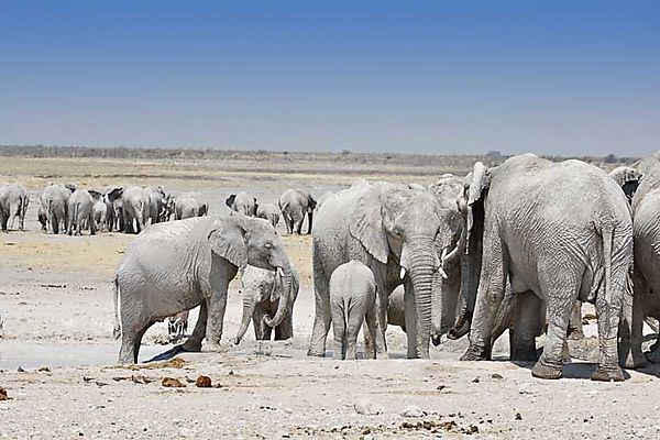 Elephant herds