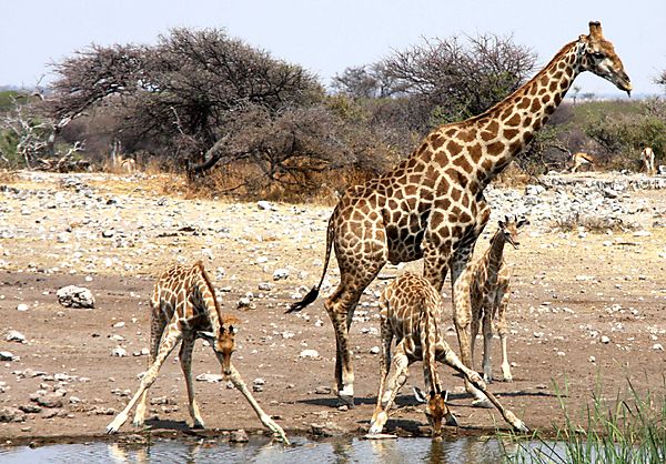 Giraffe Drinking 2