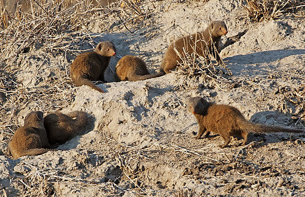 Group Of Dwarf Mongoose