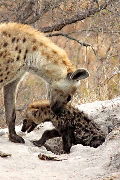 hyena pup 4
