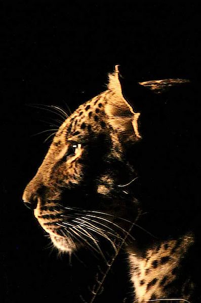 Leopard after dark