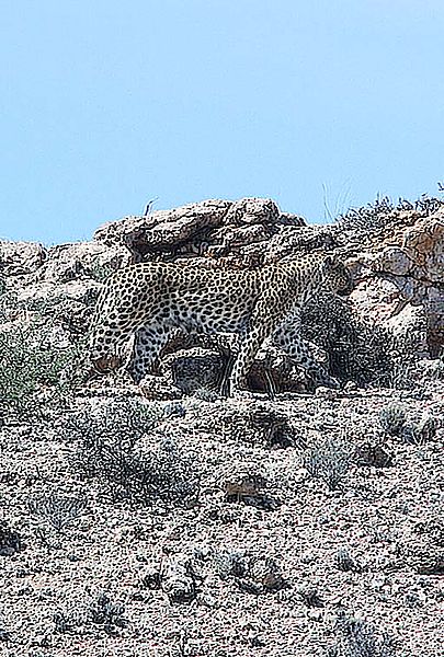 Leopard in the Kalahari