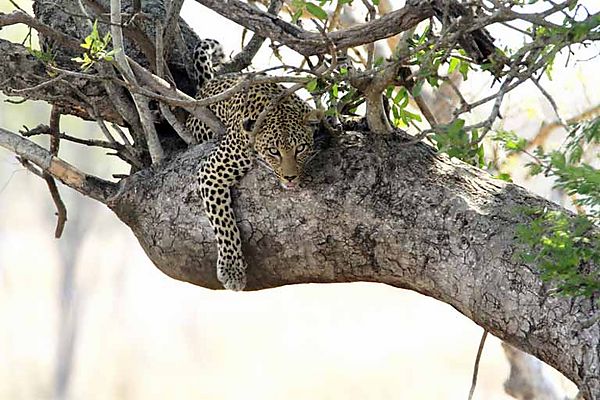 Leopard in tree 4