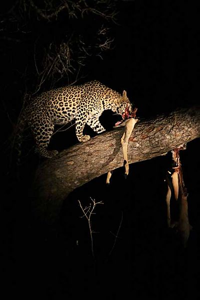 Leopard in Tree with Impala