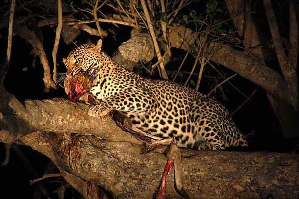 Leopard with bushbuck kill