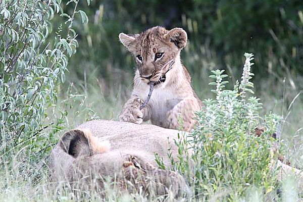 Lion Cubs Playing 2