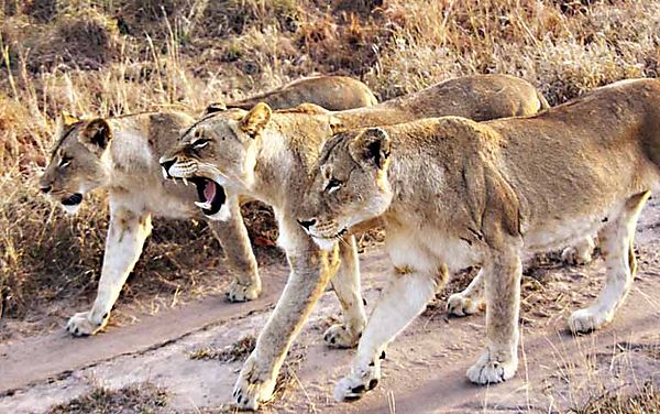 Lion Sabi 11