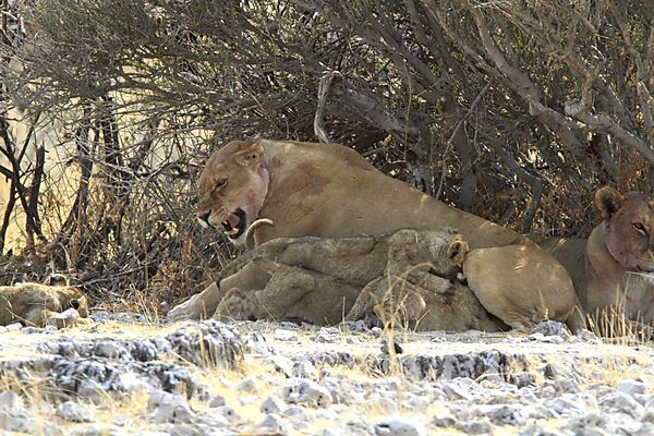 Lioness with 6 cubs-2