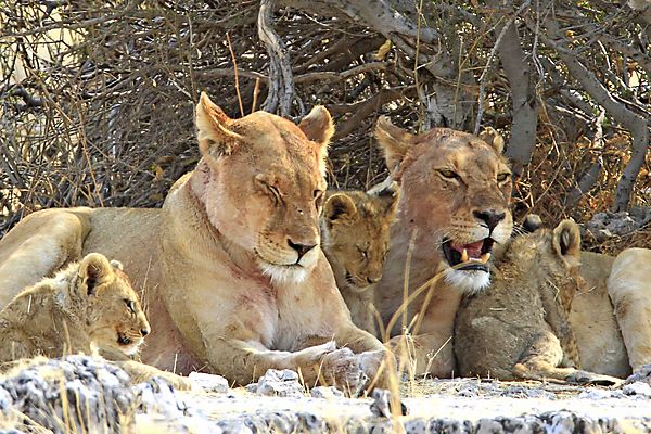 Lioness with kids 6