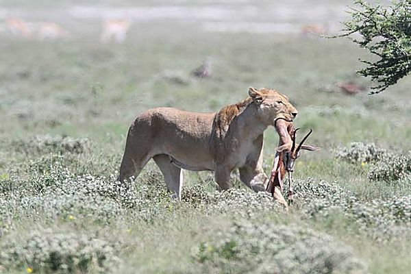 Lioness with kill