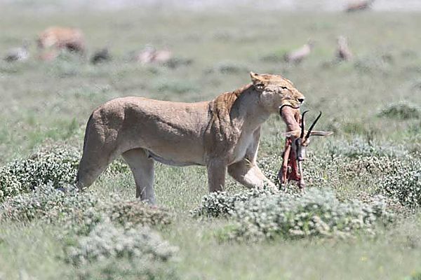 Lioness with kill
