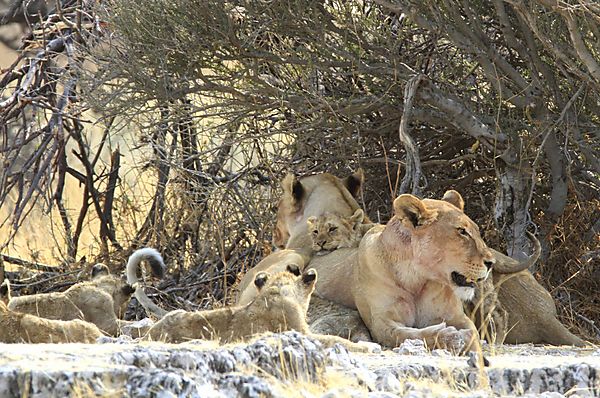 Lionesses with 6 cubs