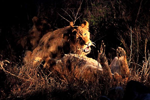 Lions after dark