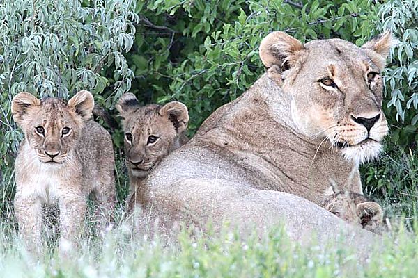 Mom and Cubs
