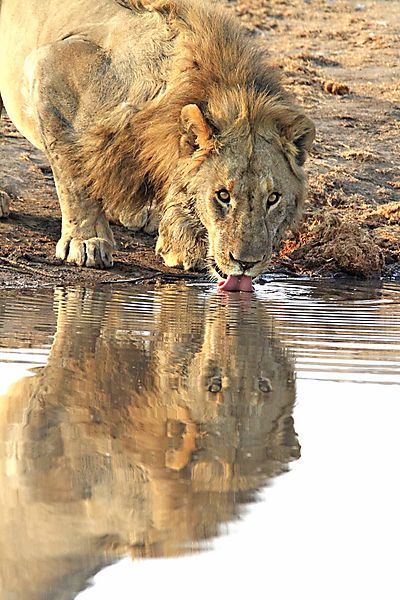 Nomad Male drinking at Chudop