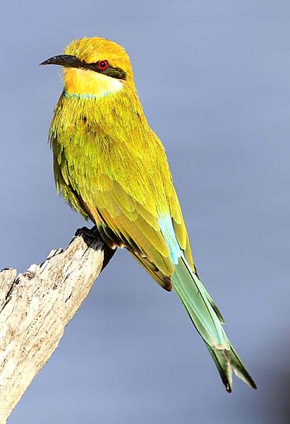 Swallowtailed Bee Eater