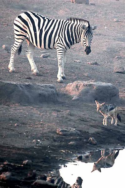 Zebra and Jackal