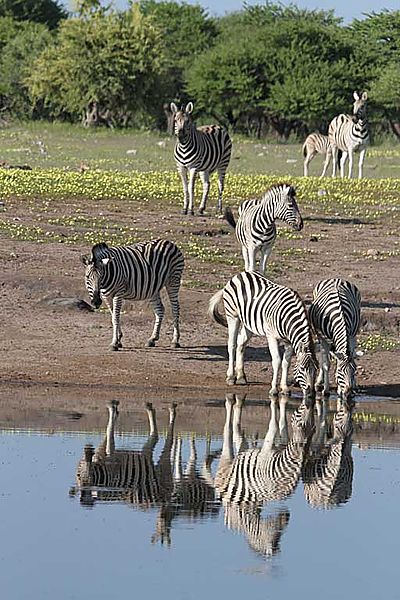 Zebra at Chudop