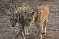 Two girls in step