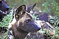 African Wild Dog 4