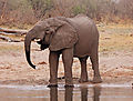 Angolan Elephant