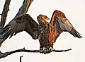 Bateleur With Wings Out