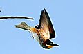 Bee-eater launches