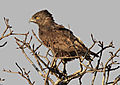 Brown Snake Eagle.