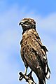 Brown Snake Eagle 1