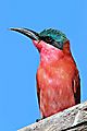 Carmine Bee-eater Kruger