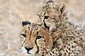 Cheetah and cub