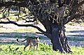 Cheetah in a tree 3