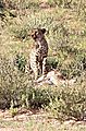 cheetah takes springbok