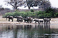 Elephants In Angola
